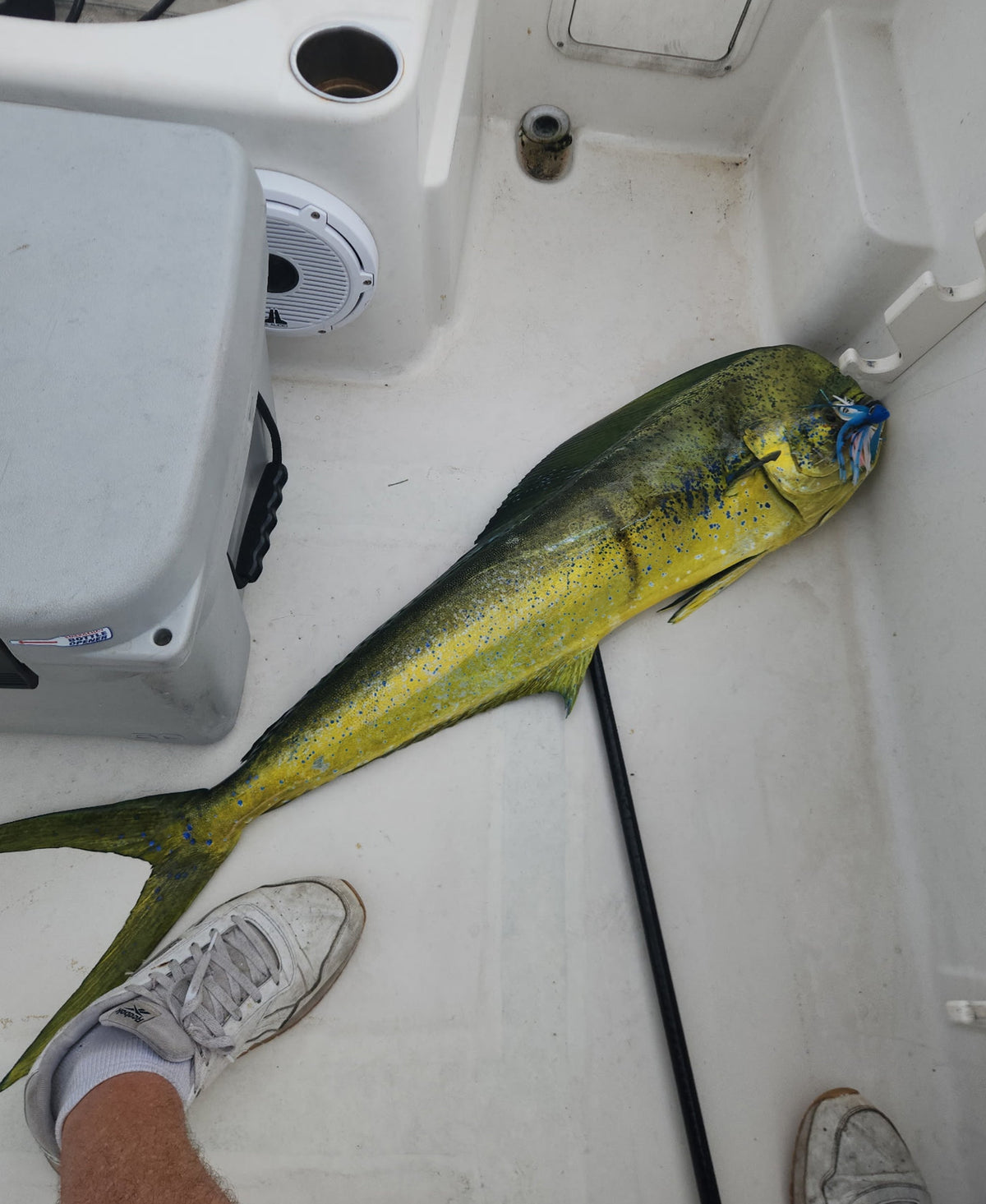 How to Troll for Tuna: A Complete Offshore Guide